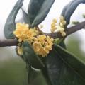 桂花/黄花