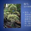 榕树