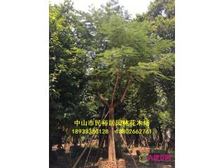 红花楹