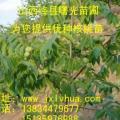 8518核桃苗