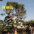 罗汉松
