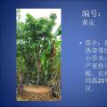 黄皮