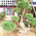 榕树盆景