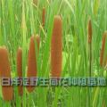 香蒲菖蒲|专业种植香蒲|香蒲批发