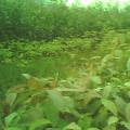木荷
