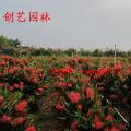 红千层