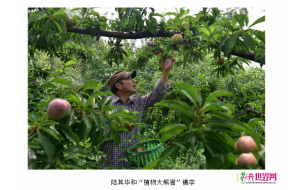 陆其华:辞去工作 研究“植物大熊猫”30年 陆其华:辞去工作 研究“植物大熊猫”30年