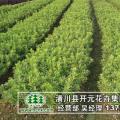杜鹃