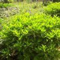 非洲茉莉