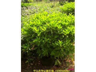 非洲茉莉