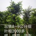 细叶榕
