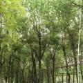 香樟