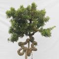 金钻罗汉松