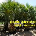 龙鳞榈
