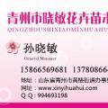 玉簪