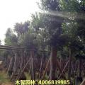 小叶榕