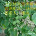 核桃