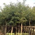 铁刀木