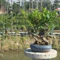 台湾榕 Ficus formosana