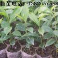 沉香小苗
