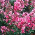 其它观花植物