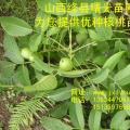清香核桃苗