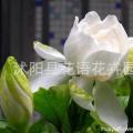 花叶栀子花