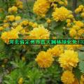 棣棠