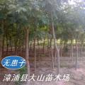 无患子