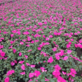 凤仙花