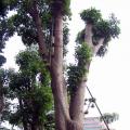 凤冠刺桐3