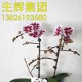 蝴蝶兰
