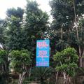 橡胶树
