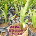 长柄贝叶棕