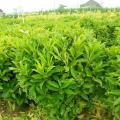 非洲茉莉