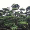 本地罗汉松