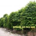 多宝树