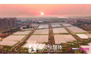 金东花卉苗木展销 进入“园区”时代