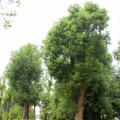 香樟树