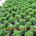翠柏