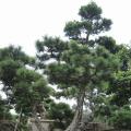 黑松