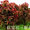 红宝石