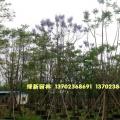 蓝花楹