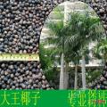大王椰子