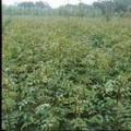 山西花椒苗 1-2年花椒苗
