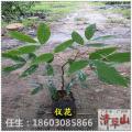 仪花