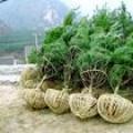 1-6米各种规格白皮松