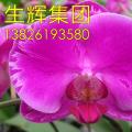 蝴蝶兰