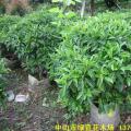 非洲茉莉