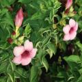 其它观花植物